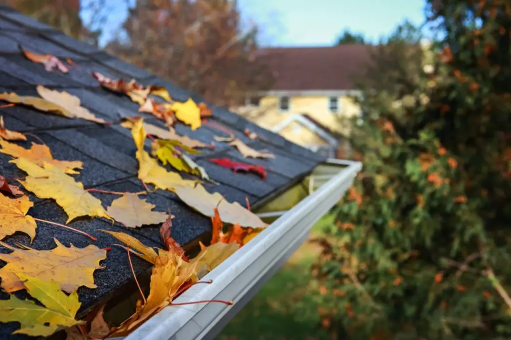 Autumn leaves in gutter