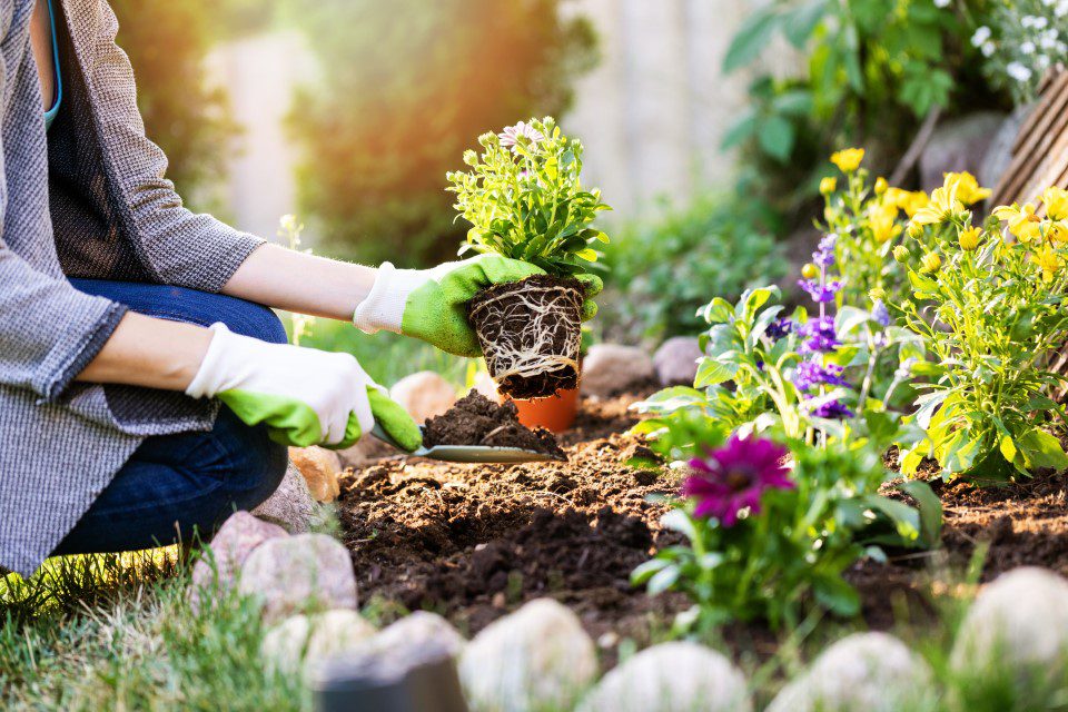 Woman refreshing flower beds with new flowers